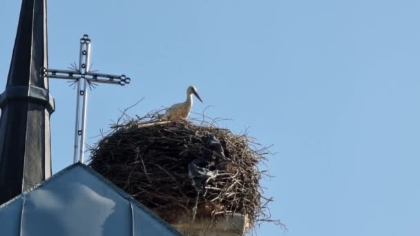 Een Witte Ooievaar Een Nest Het Dak Van Een Katholieke — Stockvideo