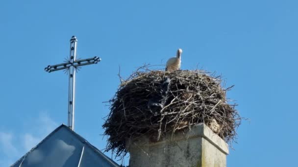 Een Witte Ooievaar Een Nest Het Dak Van Een Katholieke — Stockvideo
