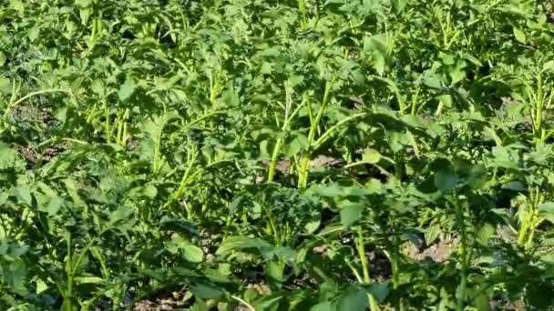 Plantas Batata Verde Crescendo Campo Início Verão Cultivo Cuidado Culturas — Vídeo de Stock