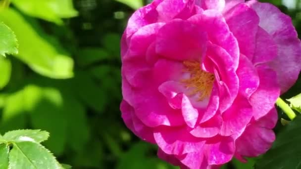 Bella Rosa Rosa Giardino Primo Piano Una Giornata Estiva Soleggiata — Video Stock