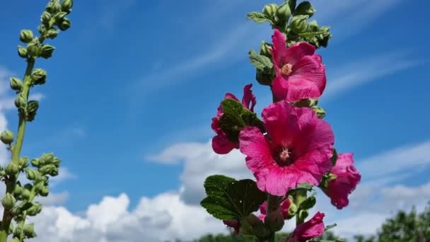 Rosa Rote Malvenblüten Vor Blauem Himmel Einem Sonnigen Sommertag — Stockvideo