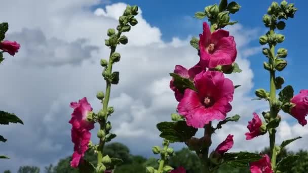 ピンクの赤いモールの花 晴れた夏の日に雲が降る青い空に向かって — ストック動画