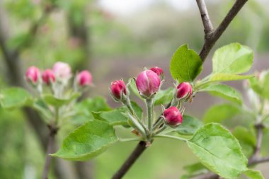 İlkbaharda elma filizlenir, pembe çiçeklere yakın çekim yapılır..