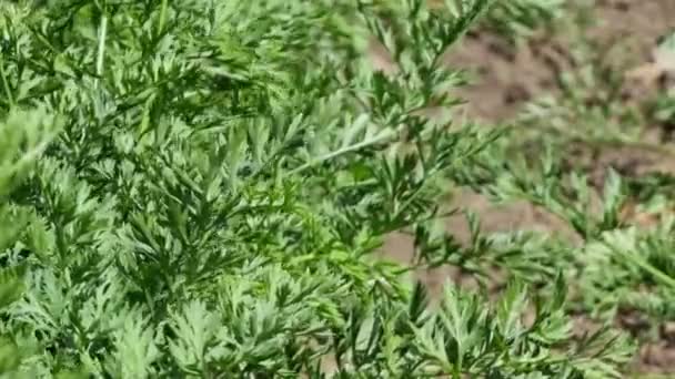 Zelené Listy Mrkve Zeleninové Zahradě Ekologické Zemědělství Detailní Záběr — Stock video