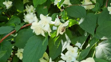 Bir bal arısı güneşli bir yaz gününde bahçede beyaz yasemin çiçeklerini tozlaştırır. Doğal arkaplan.