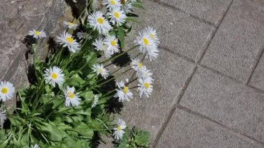 Gri kaldırım taşlarından oluşan arka planda beyaz küçük papatyalar. Üst görünüm.