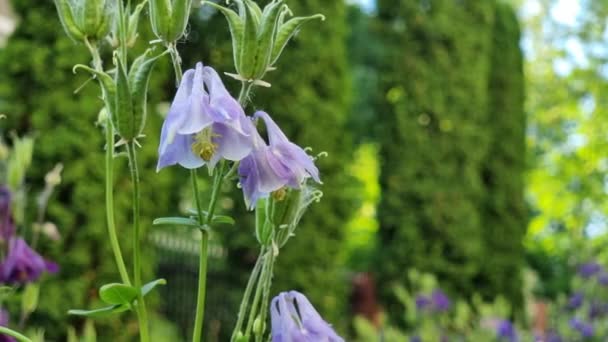 一般的に共通のコロンビアとして知られているアクエーテティアバルガリスは 家族コロンビアの花の植物の種です 夏の庭でブルーの花を咲かせる — ストック動画