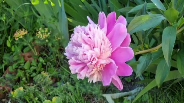 Güneşli Bir Günde Bahçede Güzel Pembe Şakayık Çiçekleri — Stok video