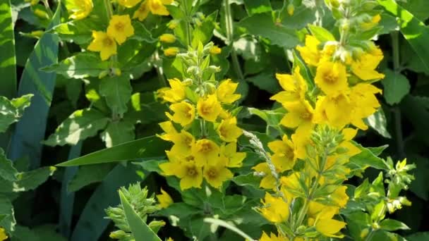 Flores Vida Floja Amarilla Lysimachia Punctata — Vídeo de stock
