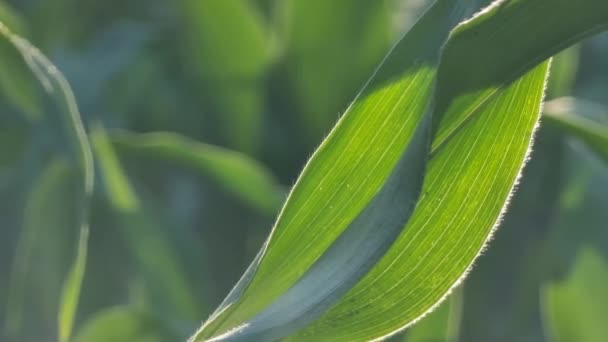 Крупним Планом Зелене Кукурудзяне Листя Полі Ранковому Сонячному Світлі Природний — стокове відео