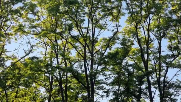Grüne Blätter Von Akazienbäumen Vor Blauem Himmel Natürlicher Hintergrund — Stockvideo