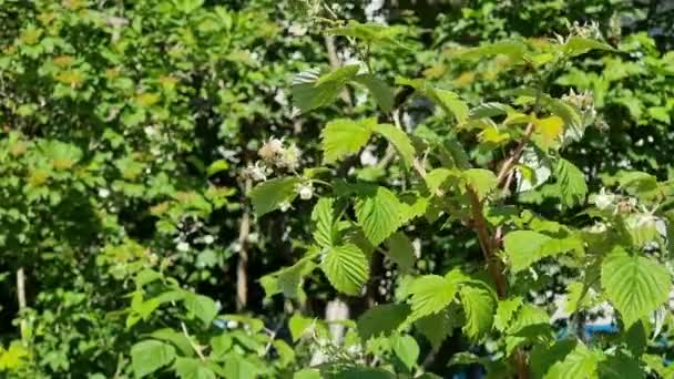 Framboisiers Branches Avec Des Fleurs Pollinisation Par Les Abeilles Cultiver — Video