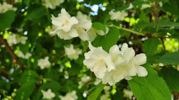 Szczelnie Białe Kwiaty Jaśminu Kołyszące Się Delikatnej Bryzie Gałąź Delikatnych — Wideo stockowe