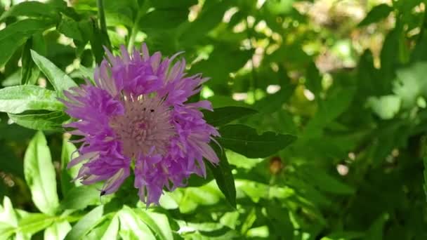 Fioletowy Chaber Kwietniku Cieniu Drzew Zbliżenie Kwiaciarnia — Wideo stockowe