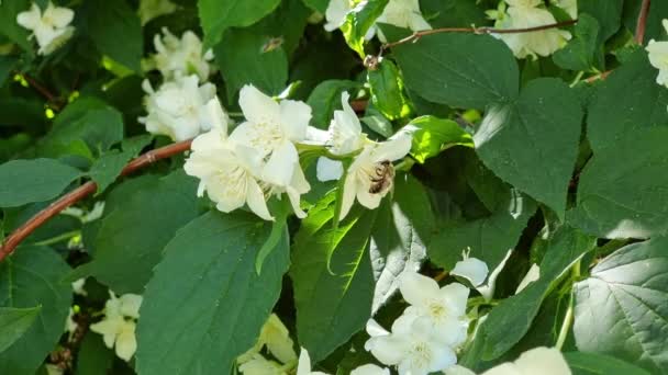 Ett Honungsbi Pollinerar Vita Jasminblommor Trädgården Solig Sommardag Naturlig Bakgrund — Stockvideo
