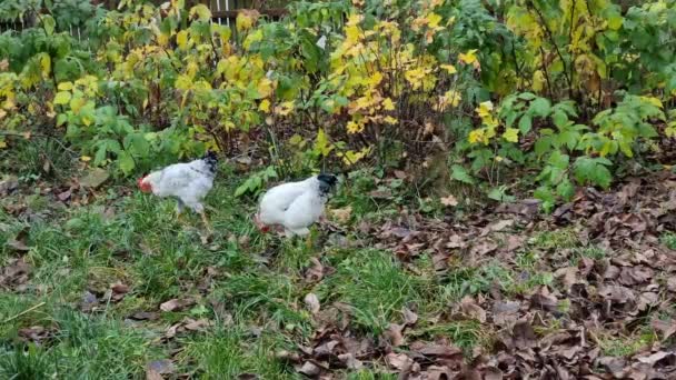 Sonbaharda Beyaz Tavuklar Bahçede Çimlerin Üzerinde Yürür Tarım Kümes Hayvanları — Stok video