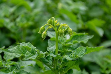 Bir tarlada büyüyen patates sapında tomurcuklanan tomurcuklar, yakın plan. Tarım.