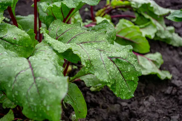 Red beet. Beetroot plant with dew drops on the leaves in the field. Growing future harvest. Agriculture. Close-up.