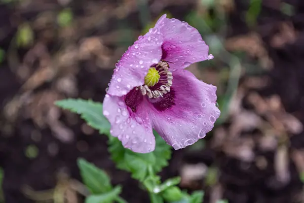 Purple poppy flower with raindrops on the petals in the garden close-up, pistils and stamens. Top view. Close-up.