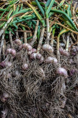 Yığınla organik sarımsak. Tarlada hasat. Yakın plan. Kırsalda bir çiftlikte yetişen yiyecekler. Tarım. Dikey fotoğraf.