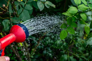 Yeşil bir yaz bahçesinde kırmızı bir sulama kabıyla çiçekleri sulamak. Çiçeklerle ilgilenmek. Bahçecilik ve çiçekçilik..