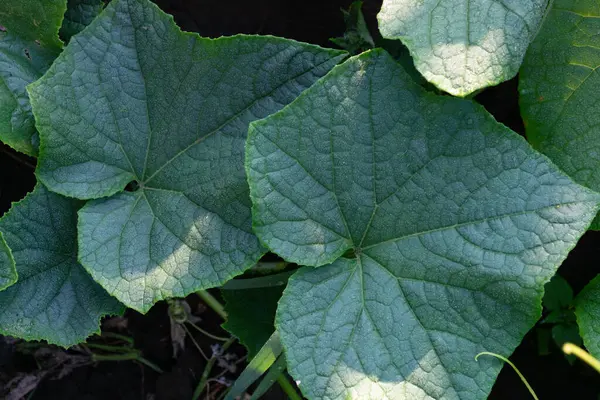 Cucumber leaves in a vegetable garden in the shade, close-up photo. Agriculture.