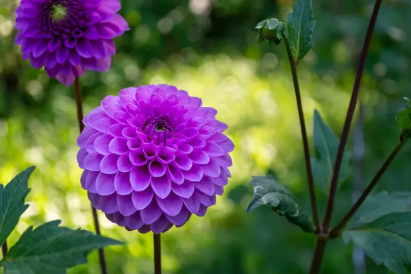 Flores Dalia Púrpura Jardín Primer Plano Con Flores Enfoque Selectivo Fotos De Stock
