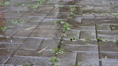 Yağmur damlaları beton kaldırım levhalarına düşer ve dikişlerinde yeşil çimenler filizlenir. Islak park kaldırımı. Şehirde yağışlı hava.