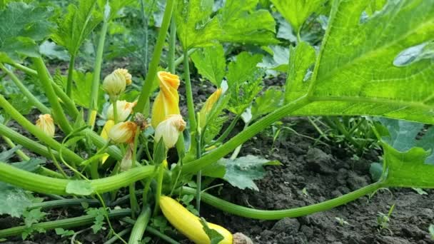 Květiny Poupata Cukety Zeleném Keři Zeleninové Zahradě Zemědělství Pěstování Plodin — Stock video