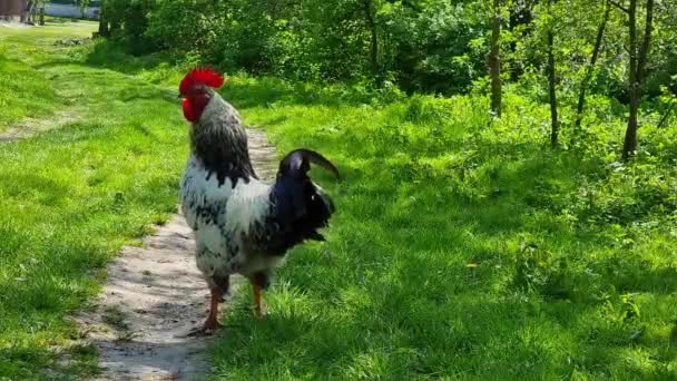 Ayam Jago Berjalan Sepanjang Jalan Desa Close Burung Domestik — Stok Video