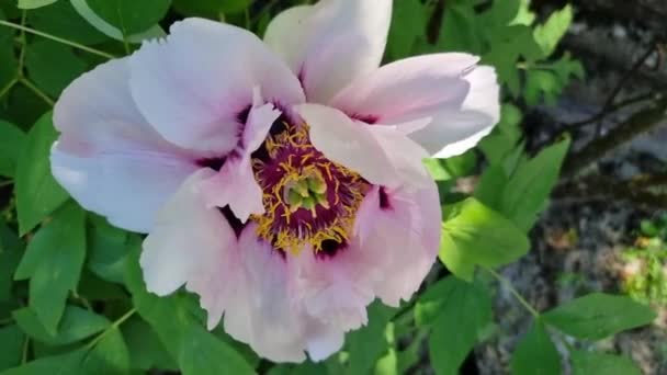 美丽精致的粉色大牡丹花朵在花园里 在花园的树阴下密闭 从上面看盛开的夏花 — 图库视频影像