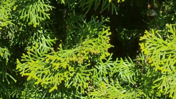Zielone Gałęzie Thuja Bliska Słoneczny Dzień Parku Małymi Rożkami Naturalne — Wideo stockowe