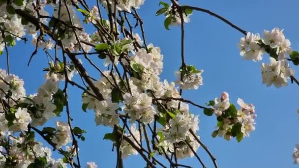 Kwitnąca Gałąź Jabłoni Tle Błękitnego Nieba Wiosna Przyszła Sadu Ogrodnictwo — Wideo stockowe
