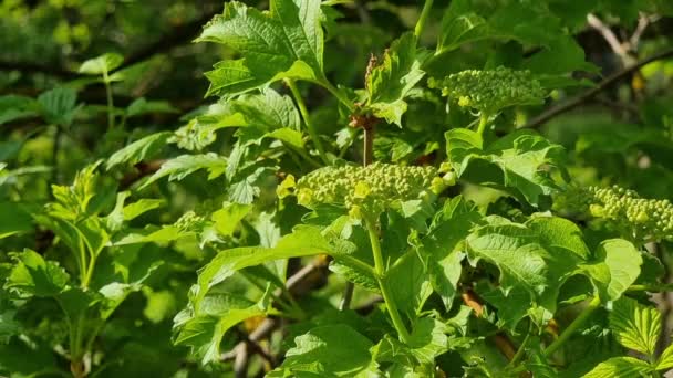 Зеленые Листья Цветы Вибурнума Весна Саду Солнечный День — стоковое видео
