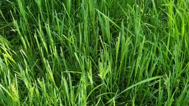 Grönt Gräs Vårängen Närbild Naturlig Bakgrund — Stockvideo