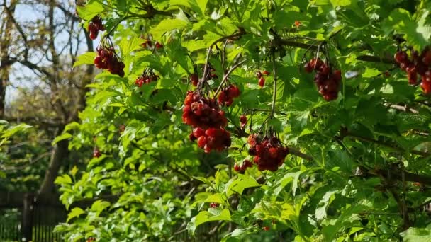 Red Dry Viburnum Berries Branch Garden Spring Green Young Leaves — Stock Video