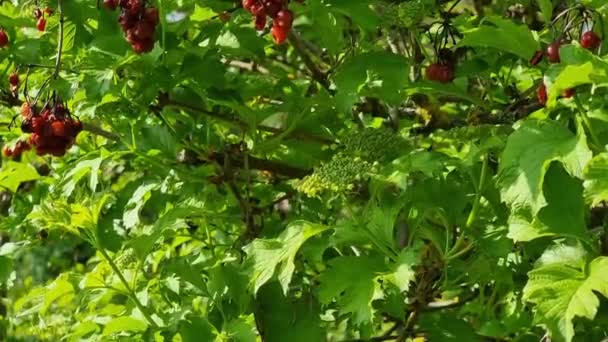 Gałęzie Suchymi Czerwonymi Jagodami Viburnum Tle Młodych Liści Kwiatów Pączków — Wideo stockowe