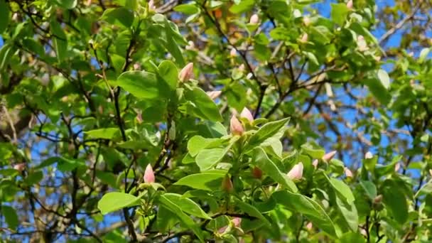 Blommande Kvitten Gren Mot Den Blå Himlen Våren Blommande Fruktträd — Stockvideo