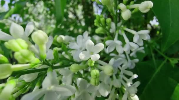 Beautiful White Flowers Garden Close Green Leaves Large Lilac Bush — Stock Video