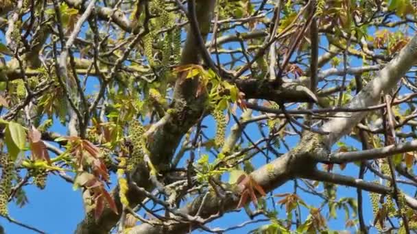 Gałęzie Drzewa Orzechowego Liśćmi Kwiatami Pączkami Tle Błękitnego Nieba Zbliżenie — Wideo stockowe
