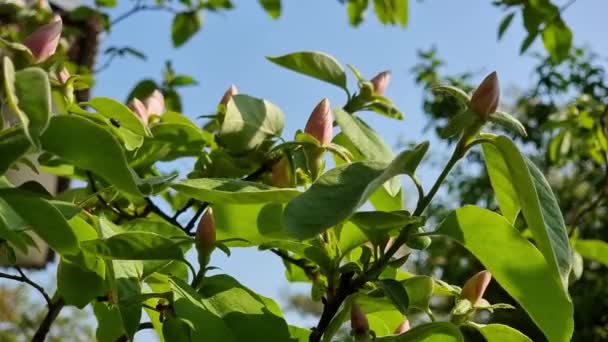 Quince Kvete Jemně Růžová Poupata Zelených Větvích Stromu Jaře Proti — Stock video