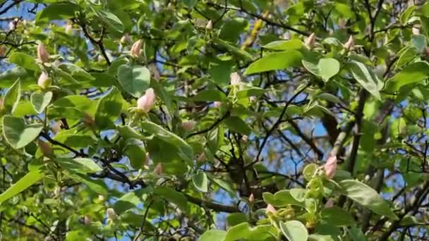 Coing Fleuri Dans Jardin Fond Printanier Avec Fleurs — Video