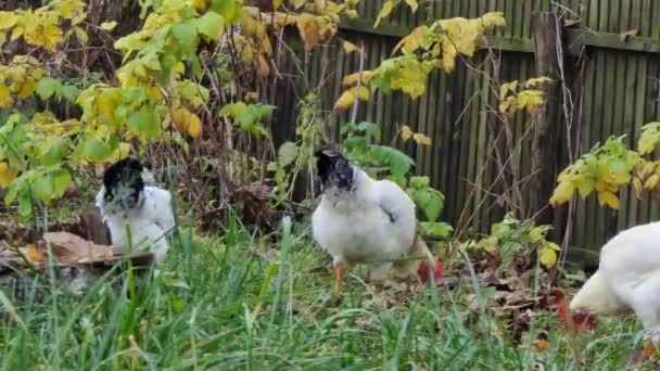 Sonbaharda Beyaz Tavuk Düşen Yapraklar Bahçedeki Çimenler Arasında Yiyecek Arıyor — Stok video