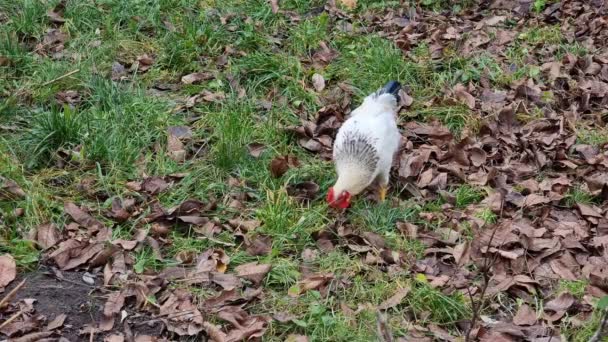 Bahçedeki Tavuk Çimleri Tırmalıyor Yiyecek Bulmak Için Yapraklar Döküyor Sonbahar — Stok video