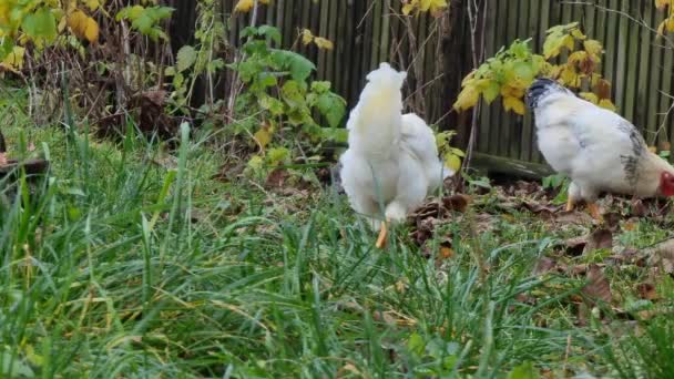 Două Găini Albe Caută Hrană Iarbă Grădină Toamnă Curtea Rurală — Videoclip de stoc