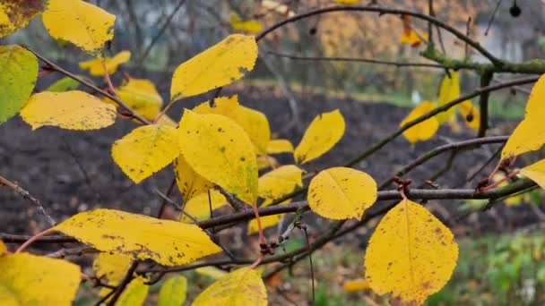 Осенние Листья Тонких Ветвях Вишни Саду — стоковое видео