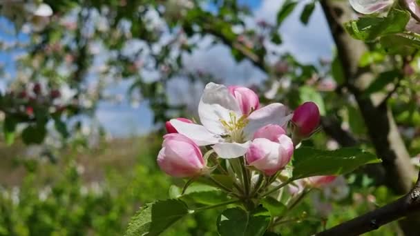 Apfelblüte Frühling Nahaufnahme Eines Blühenden Baumes — Stockvideo