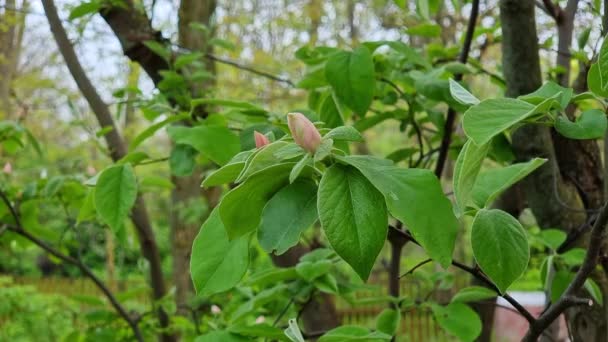 Όμορφα Τρυφερά Ροζ Μπουμπούκια Μια Κυδωνιά Στον Κήπο Κήπος Την — Αρχείο Βίντεο