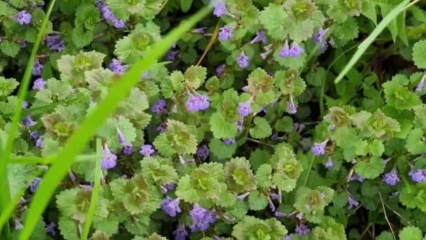 バドラ アイビーまたは魔女の草 小さな青いアイビーの形をした花 ラミア イーニャ家系のバドラの典型的な永遠の草の植物の典型的な種 — ストック動画