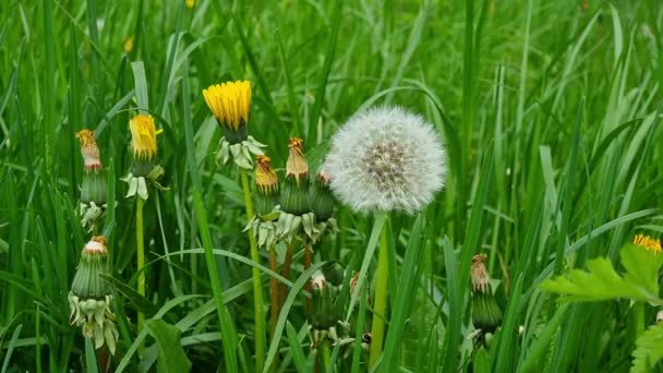 Fleurs Bourgeons Pissenlit Jaune Dans Herbe Verte Taraxacum Officinalis Médecine — Video